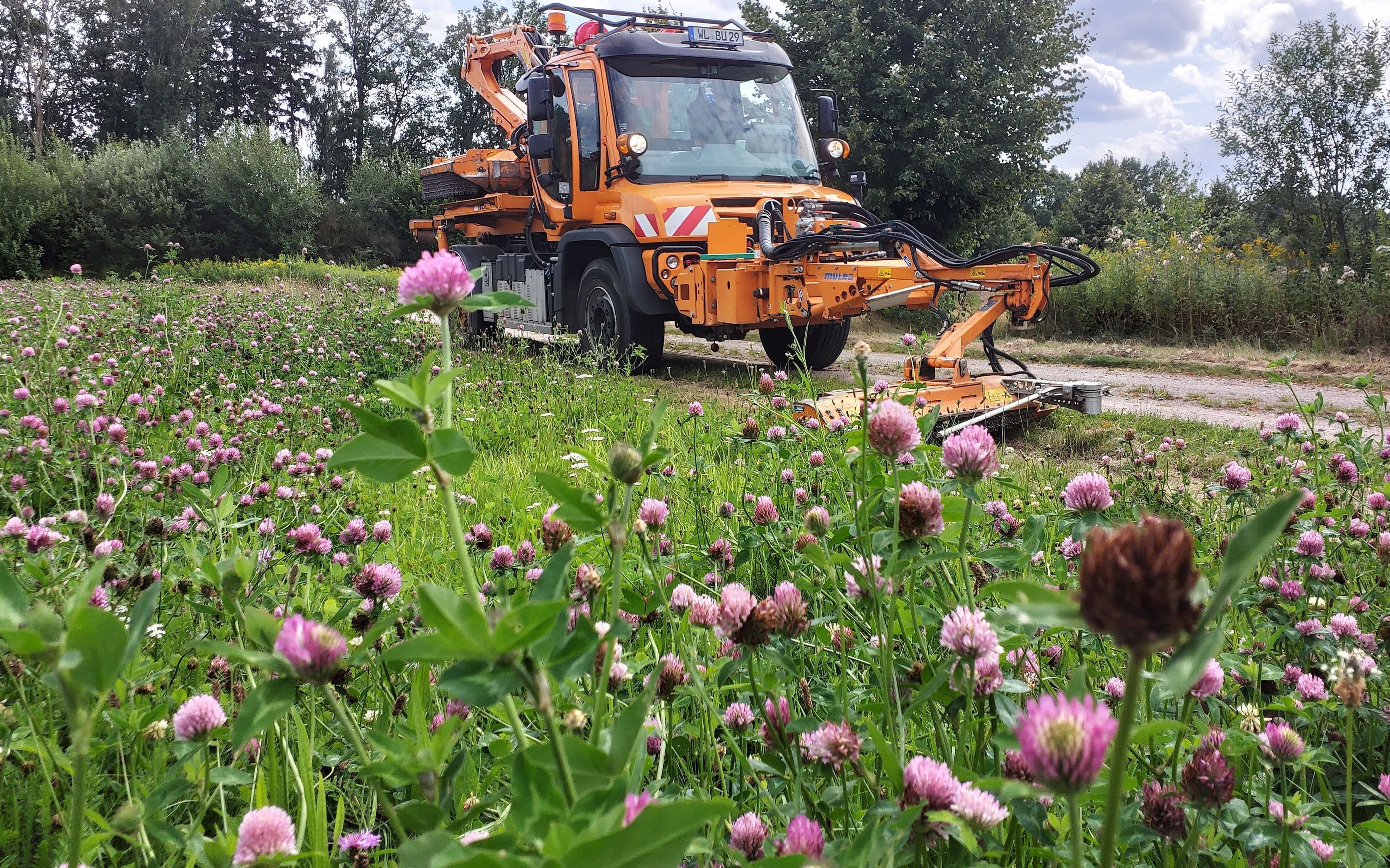 Buchholz schützt Insekten mit neuem Pflegekonzept