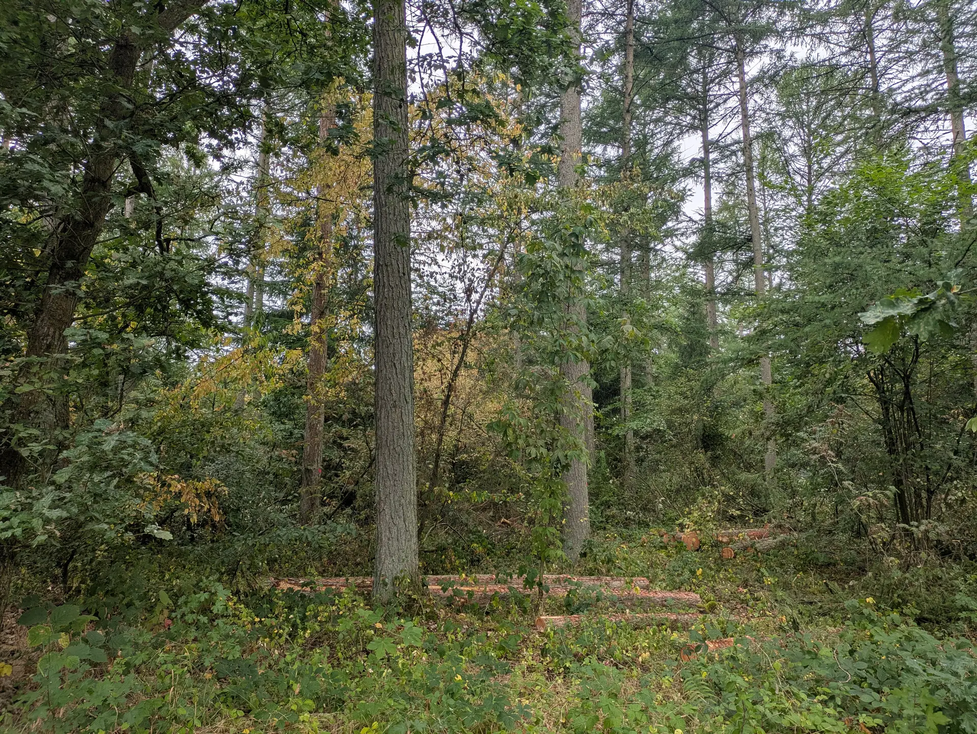 Umbau zu klimaresilientem Mischwald in Buchholz: Durchforstung und Vorbereitung von Laubmischwald