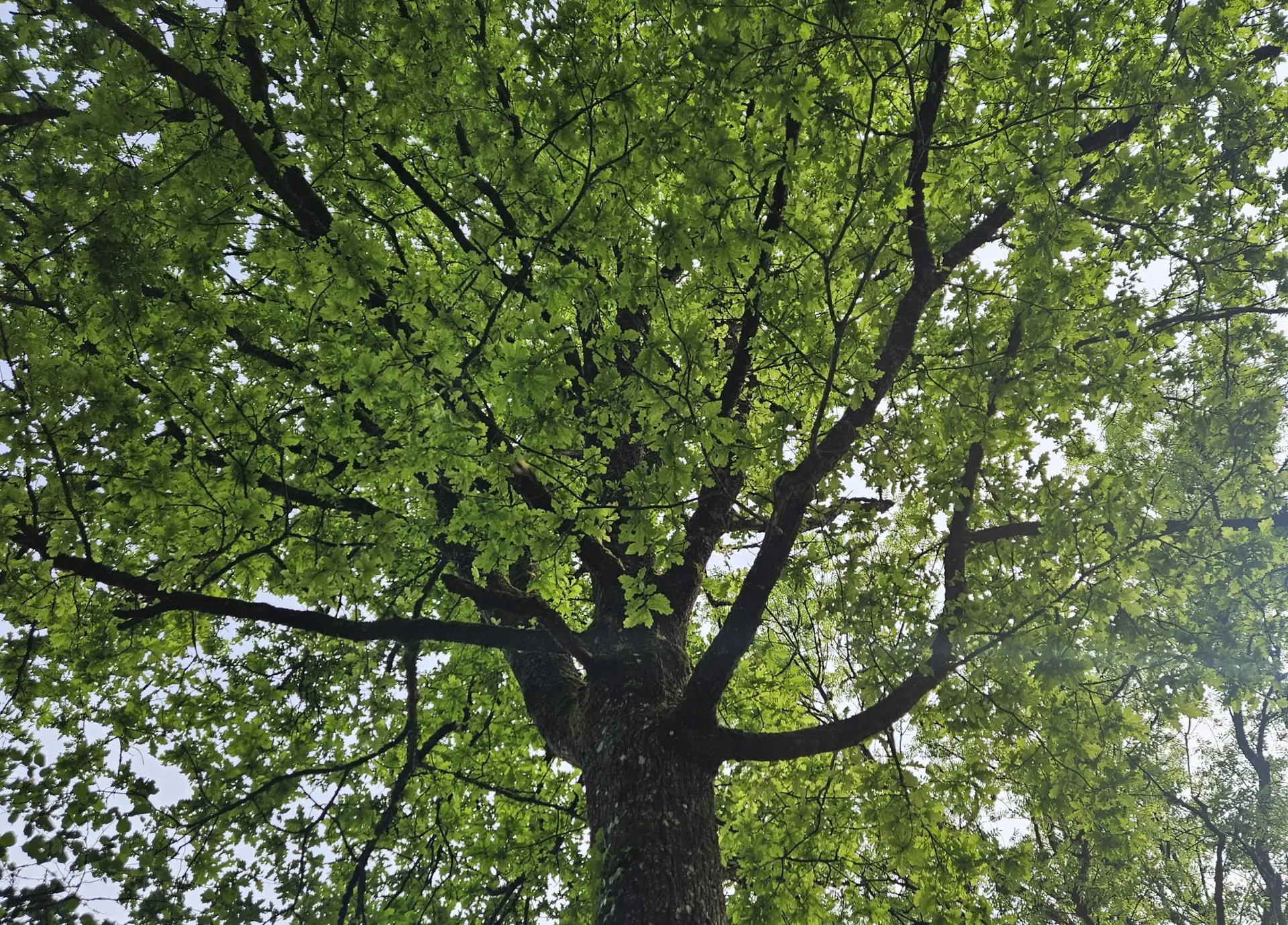 Ein Baum im Freien, im Kontext einer herbstlichen Fällsaison-Information.