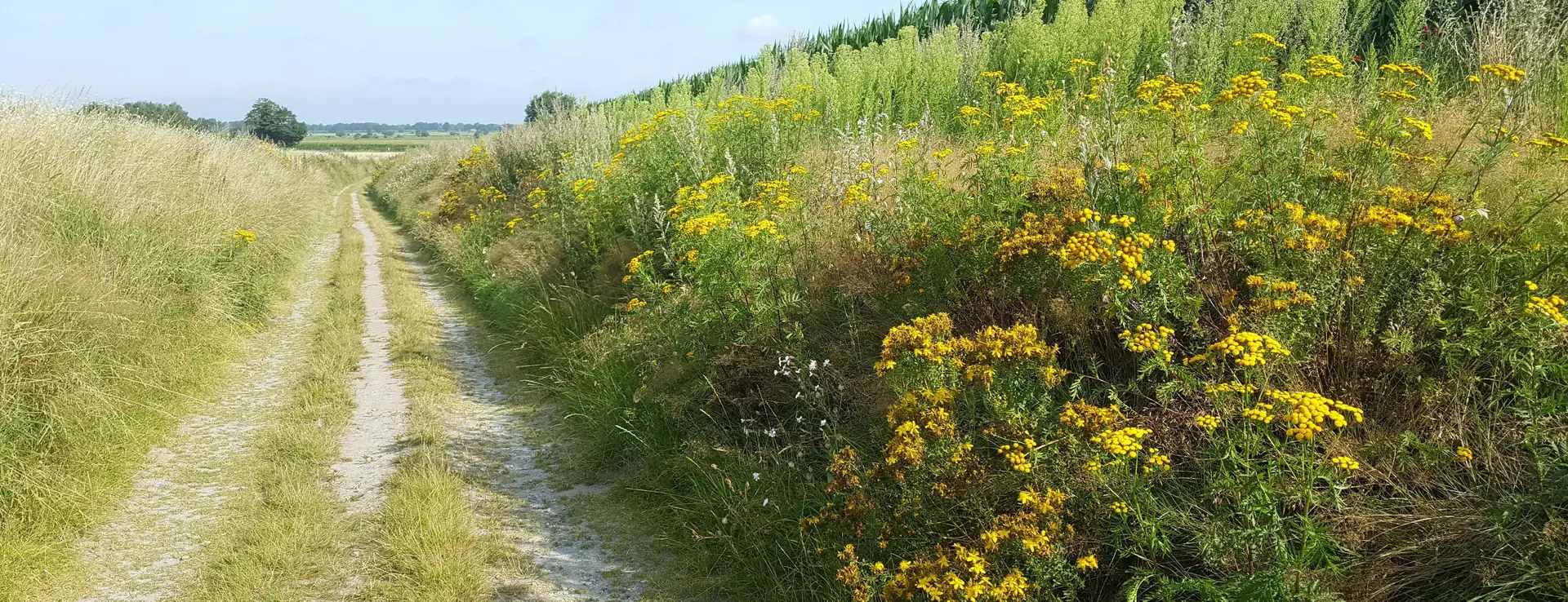 Hohlweg am Zeteler Esch, der von der Geest hinunter in die Marsch führt.
