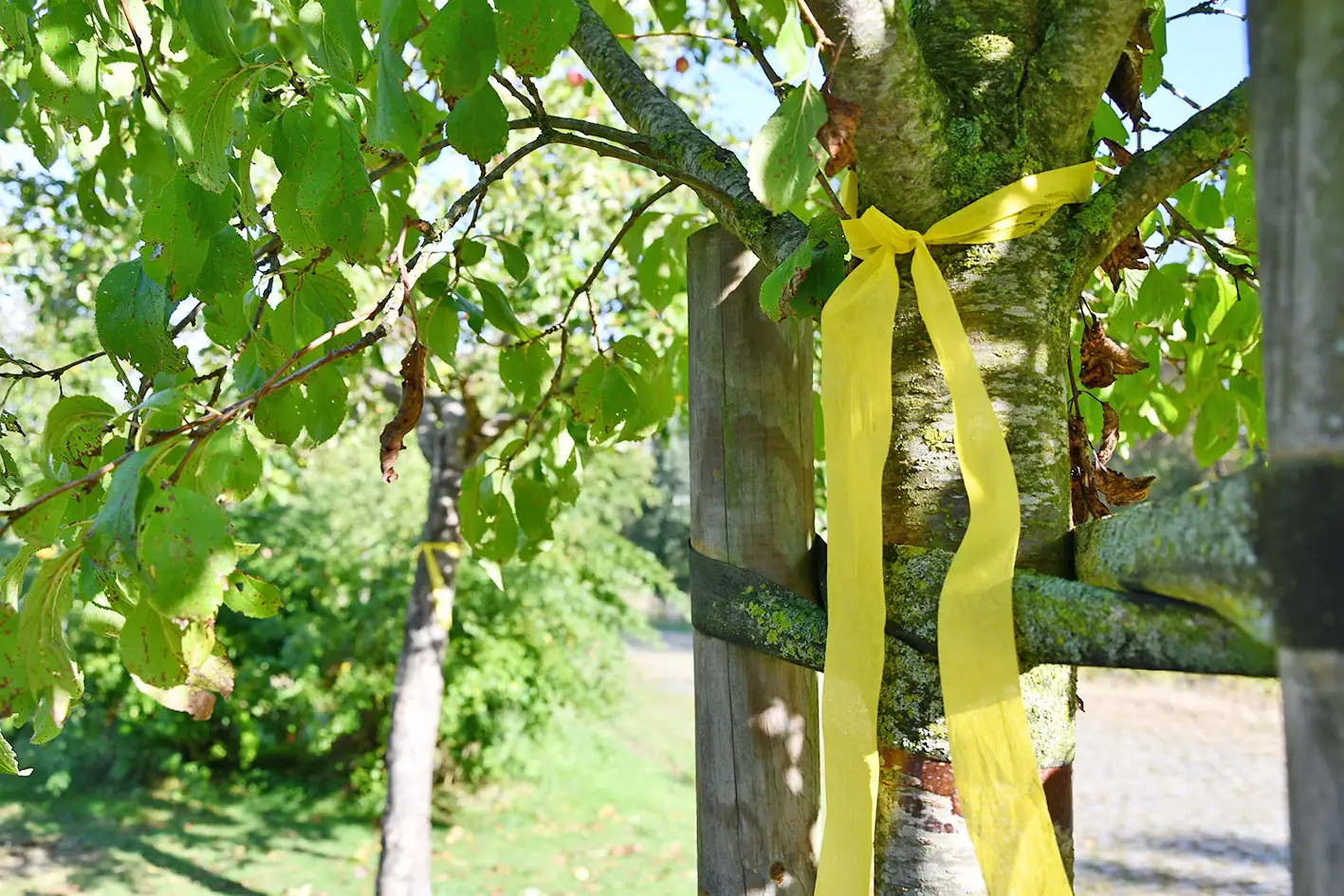 Gelbe Schleifenbänder an einem Obstbaum, die zur Ernte mit dem Band markieren.