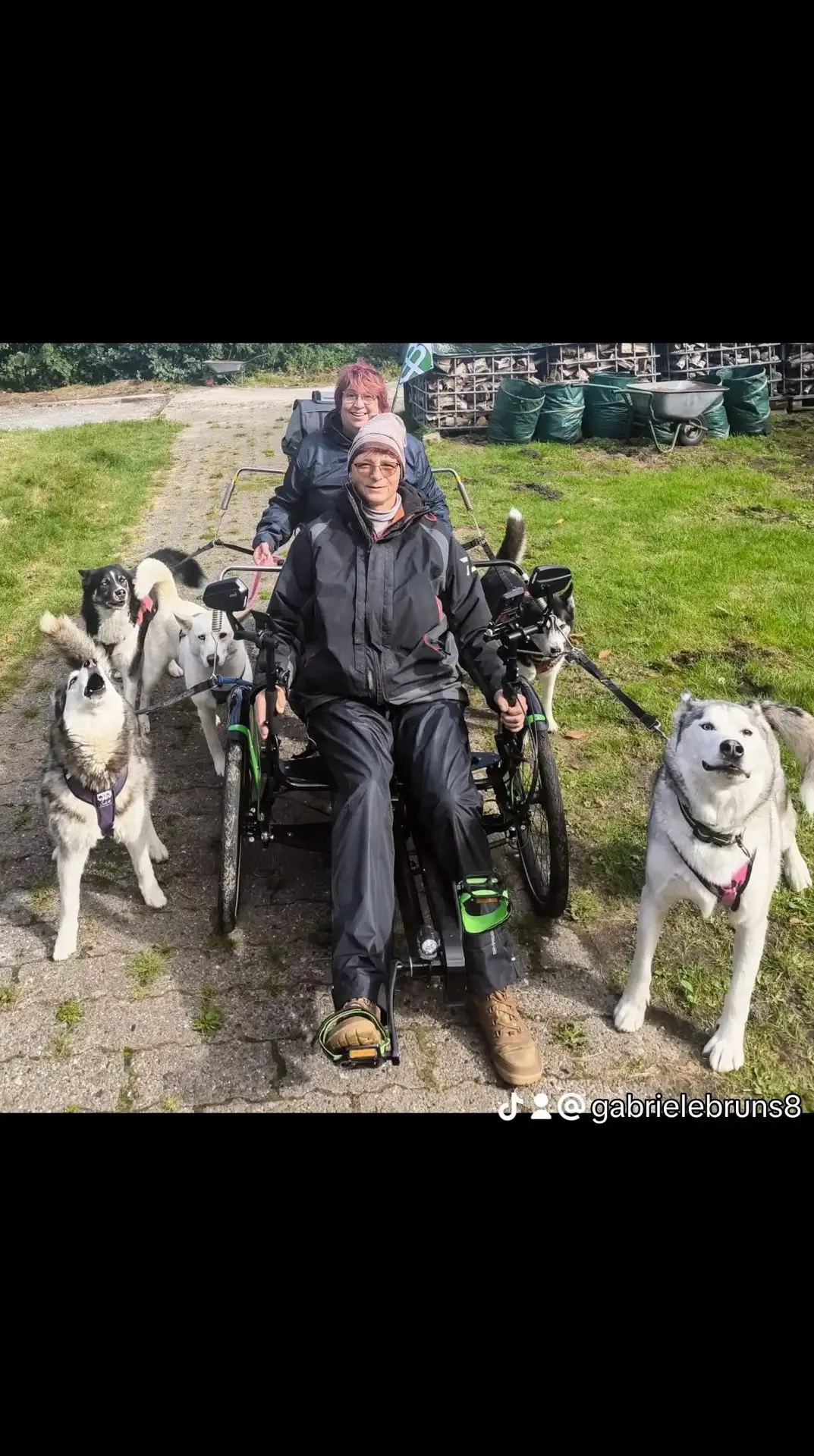 Lerne die Huskys kennen
